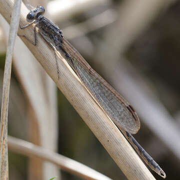 Image of Siberian Winter Damsel