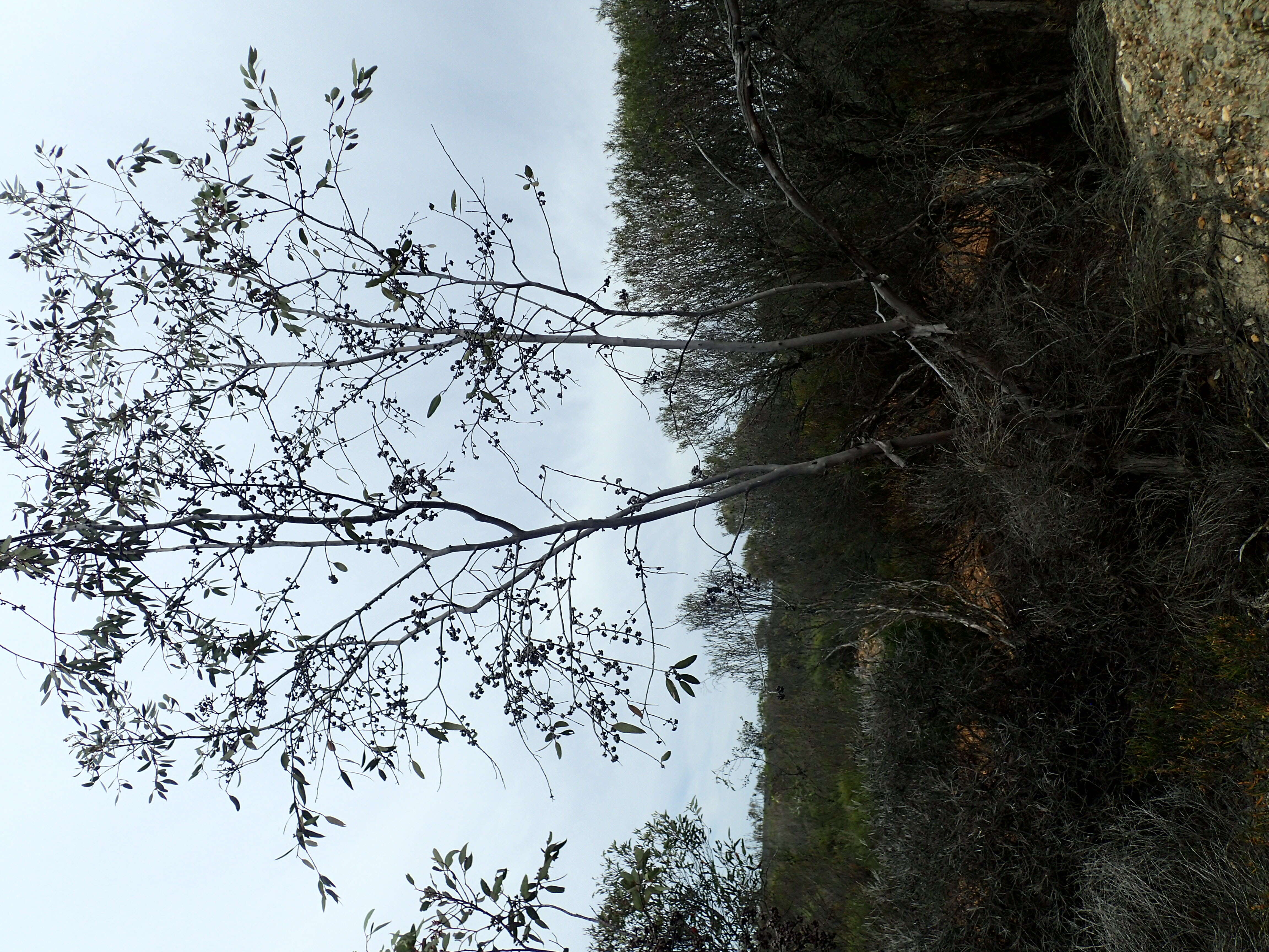 Image of Eucalyptus desmondensis Maiden & Blakely
