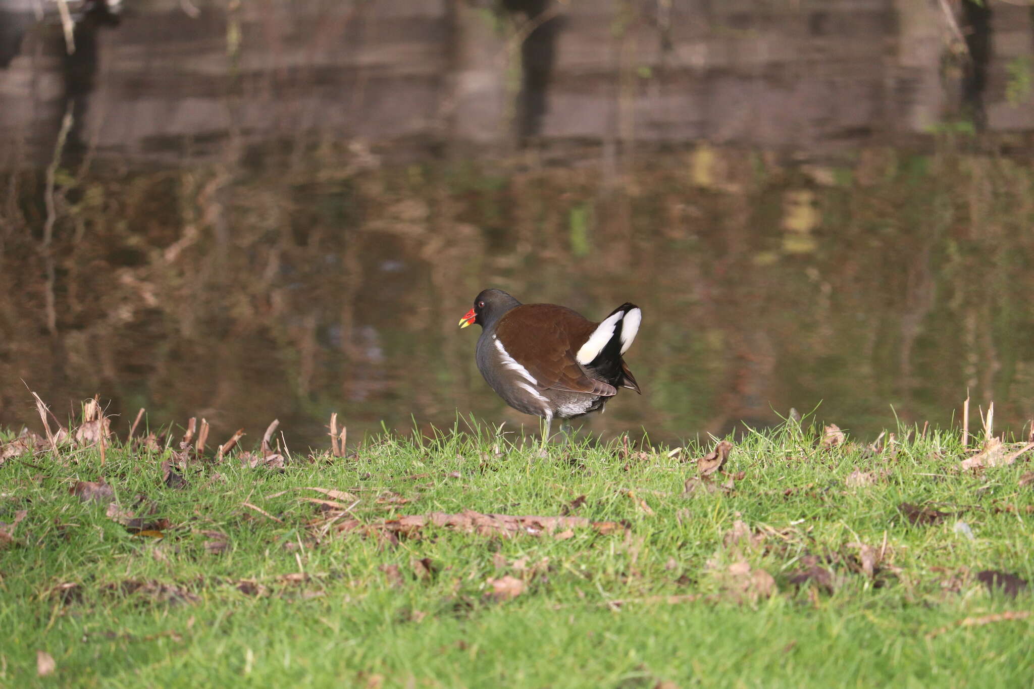 Image of Common Moorhen