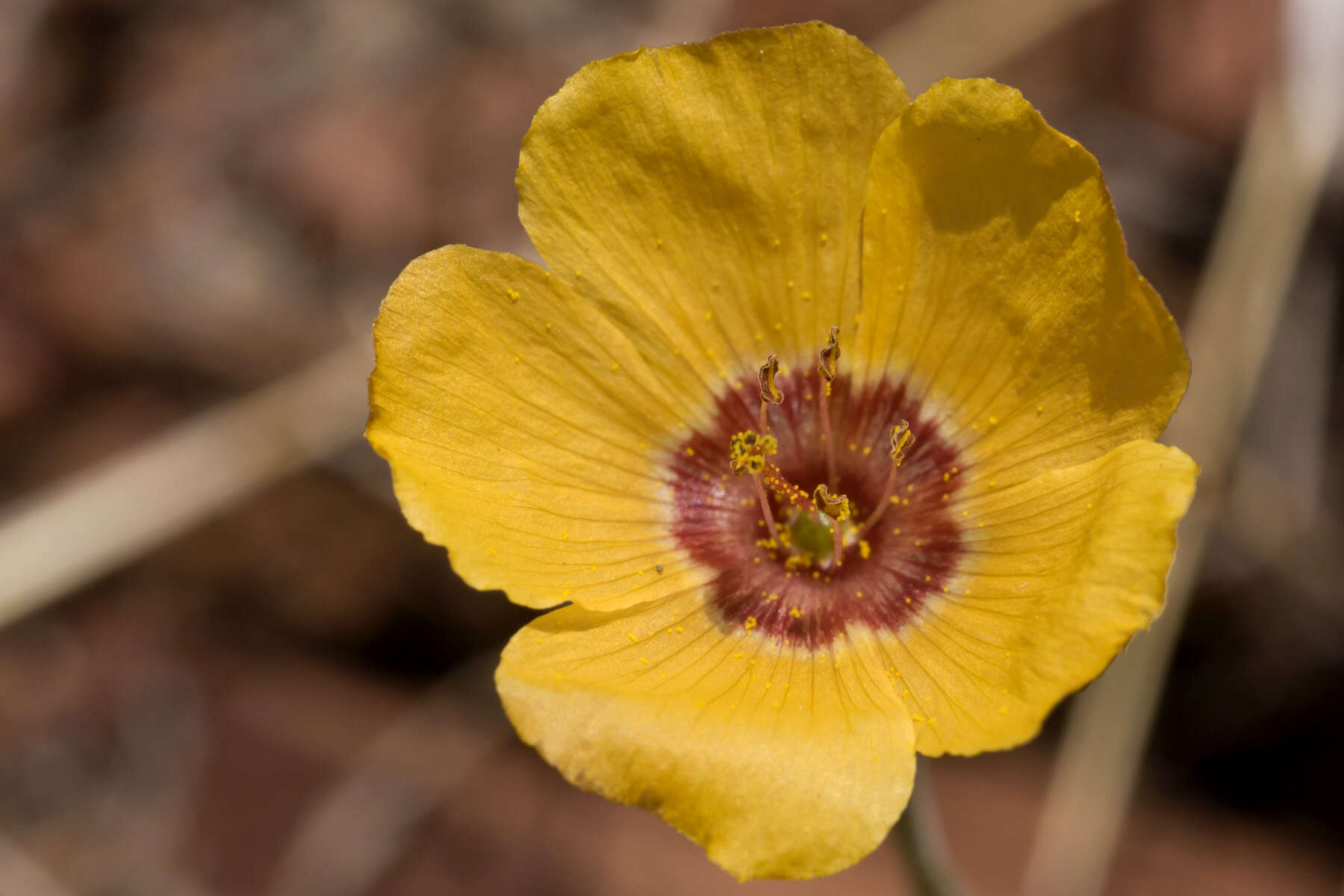 Image of plains flax