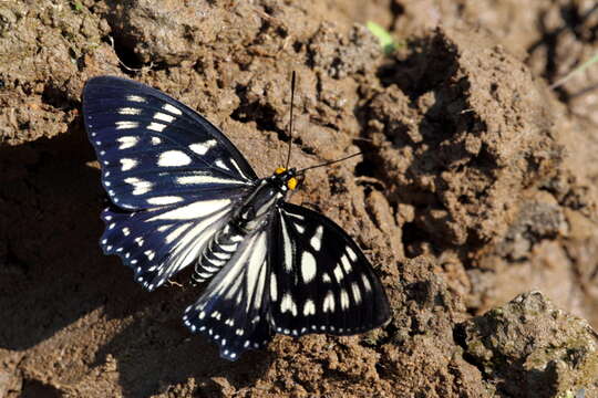 Imagem de Euripus nyctelius Doubleday 1845