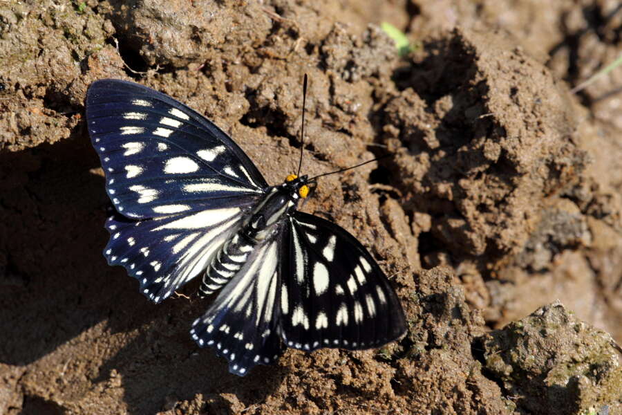 Imagem de Euripus nyctelius Doubleday 1845