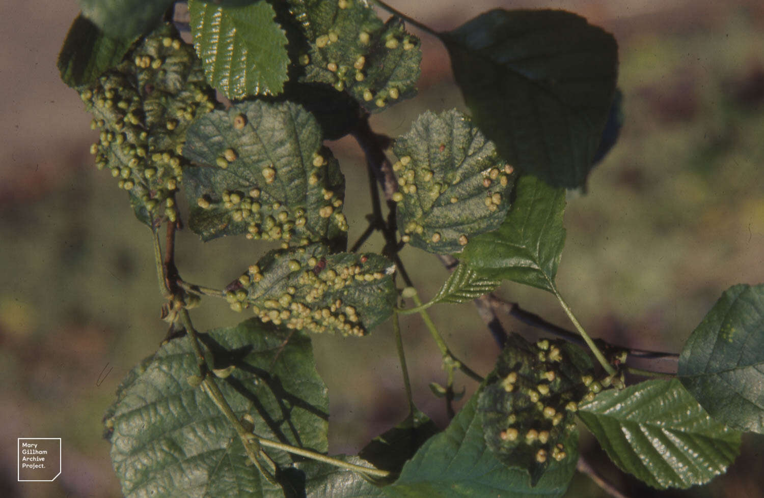 Image de Eriophyes laevis