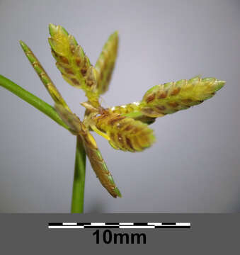 Image of Yellow Flat Sedge