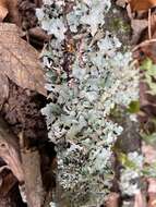 Image of Hammered shield lichen