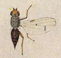 Image of Suillia humilis (Meigen 1830)