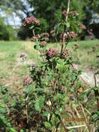 Image of oregano