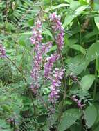 Sivun Indigofera pendula Franch. kuva