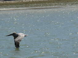 Image of Pelecanus occidentalis carolinensis Gmelin & JF 1789