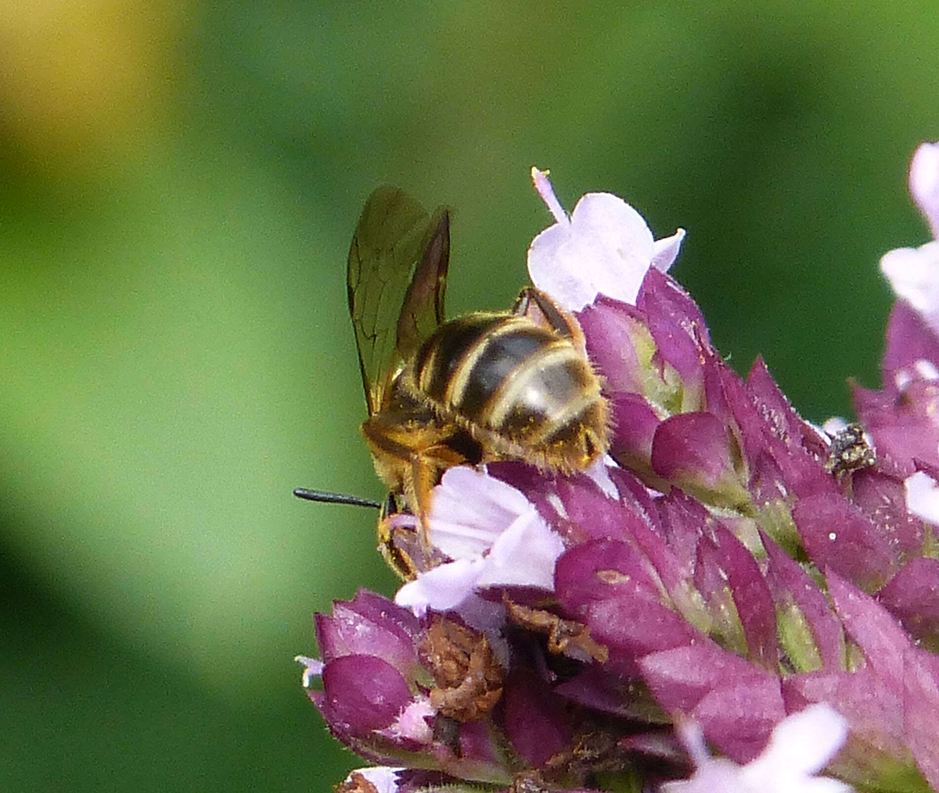 Plancia ëd Lasioglossum calceatum (Scopoli 1763)