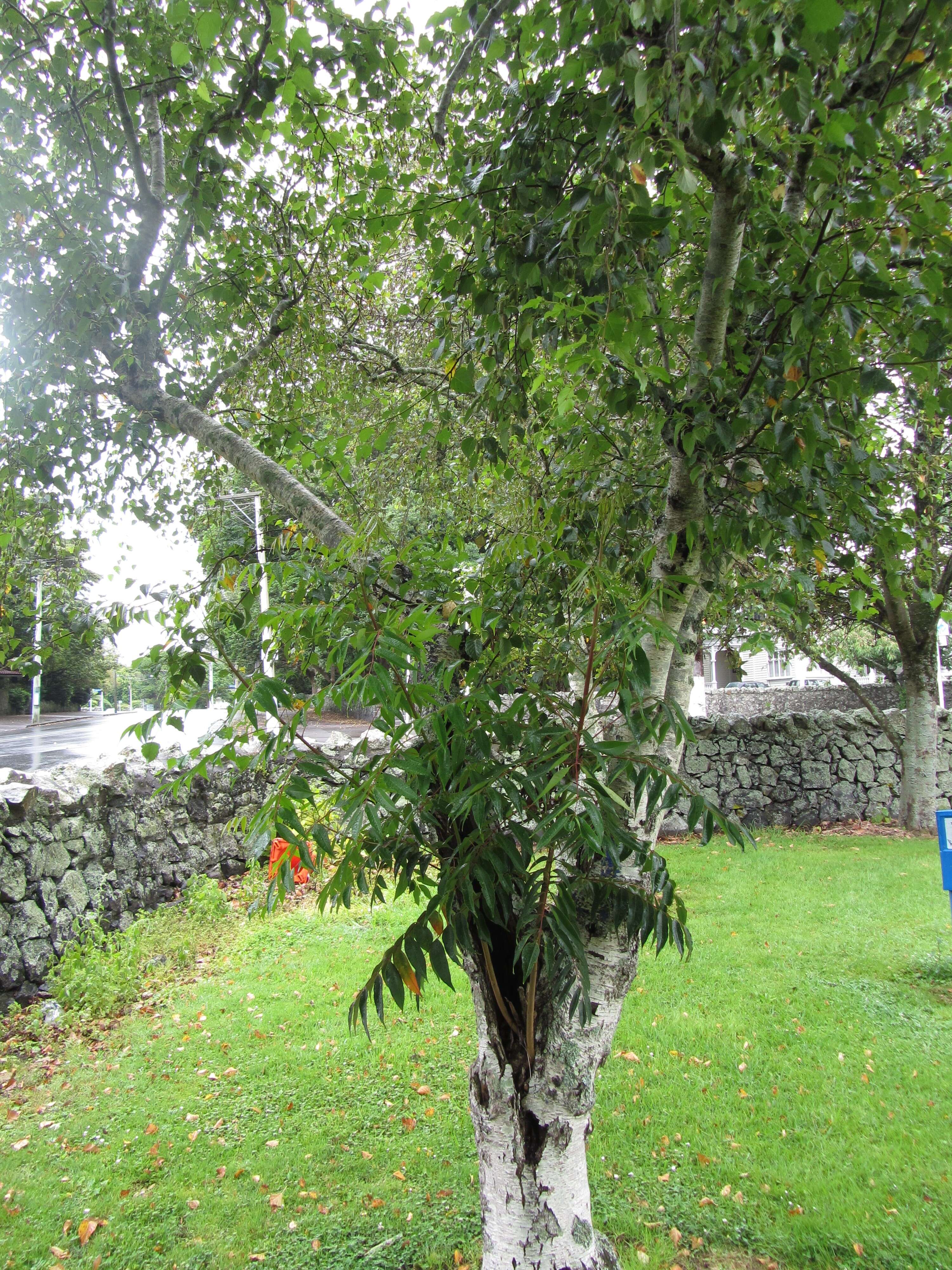 Image of wax tree