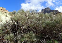 Image de Cytisus supranubius (L. fil.) Kuntze