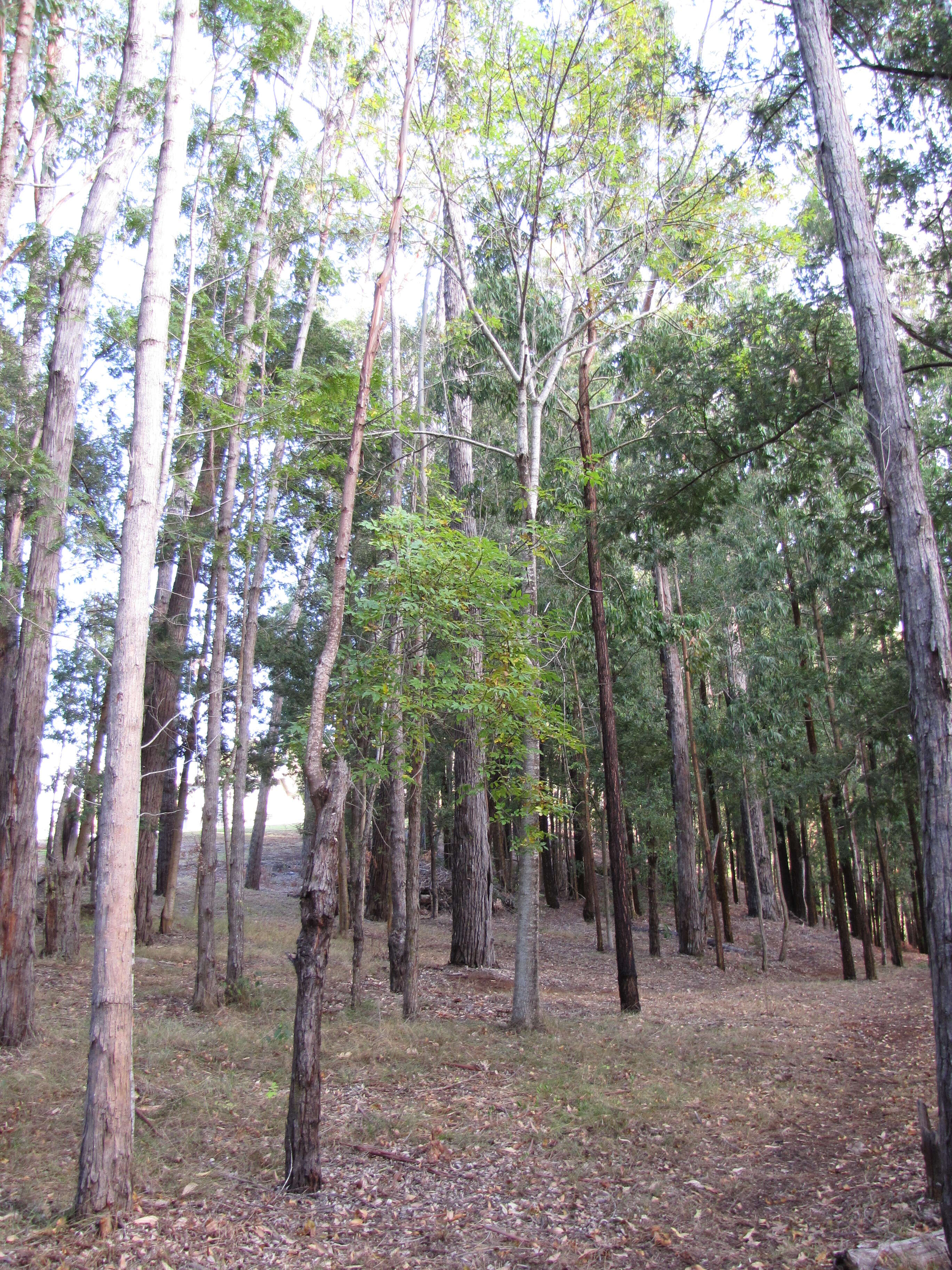 Слика од Fraxinus uhdei (Wenz.) Lingelsh.