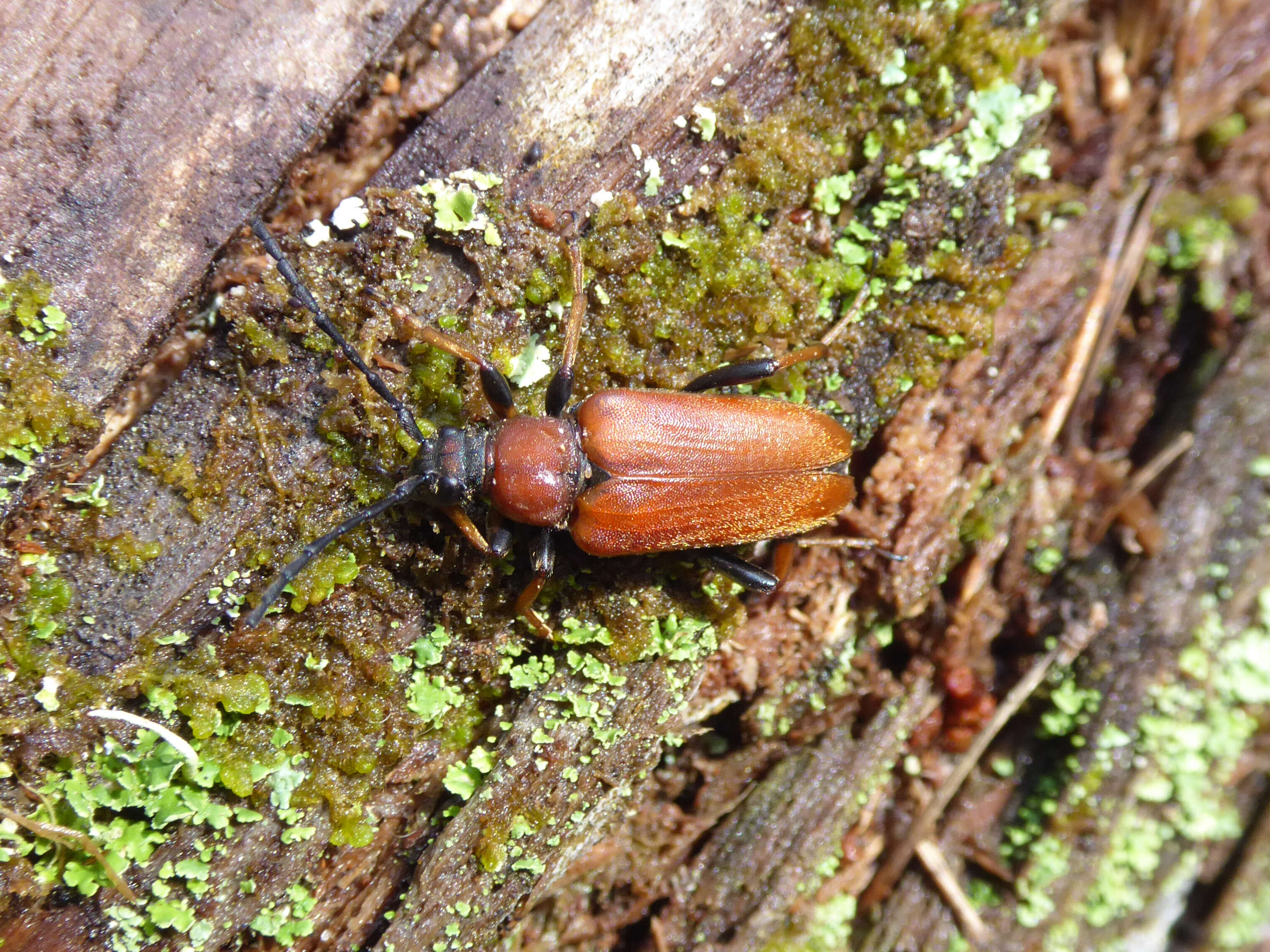 Image of Stictoleptura (Aredolpona) rubra (Linné 1758)