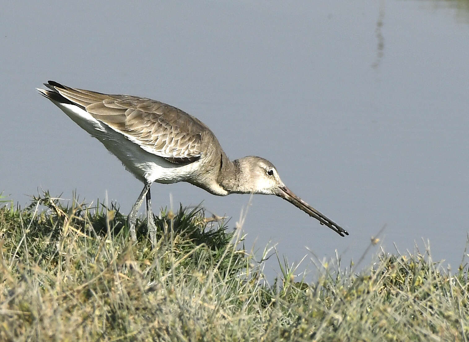 Image of Black-tailed Godwit