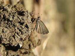 Image of Pygmy Scrub-hopper