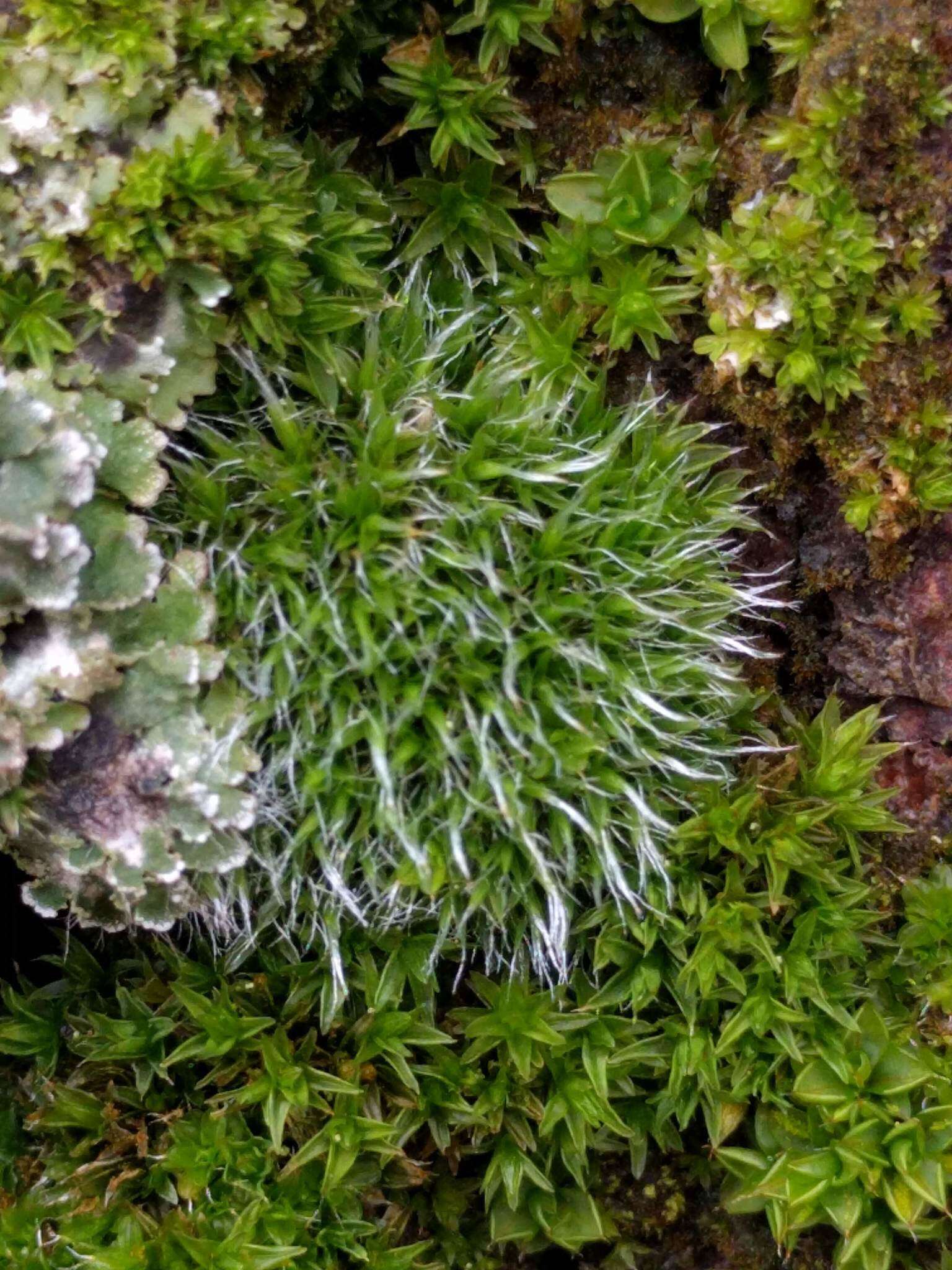 Image of pulvinate dry rock moss