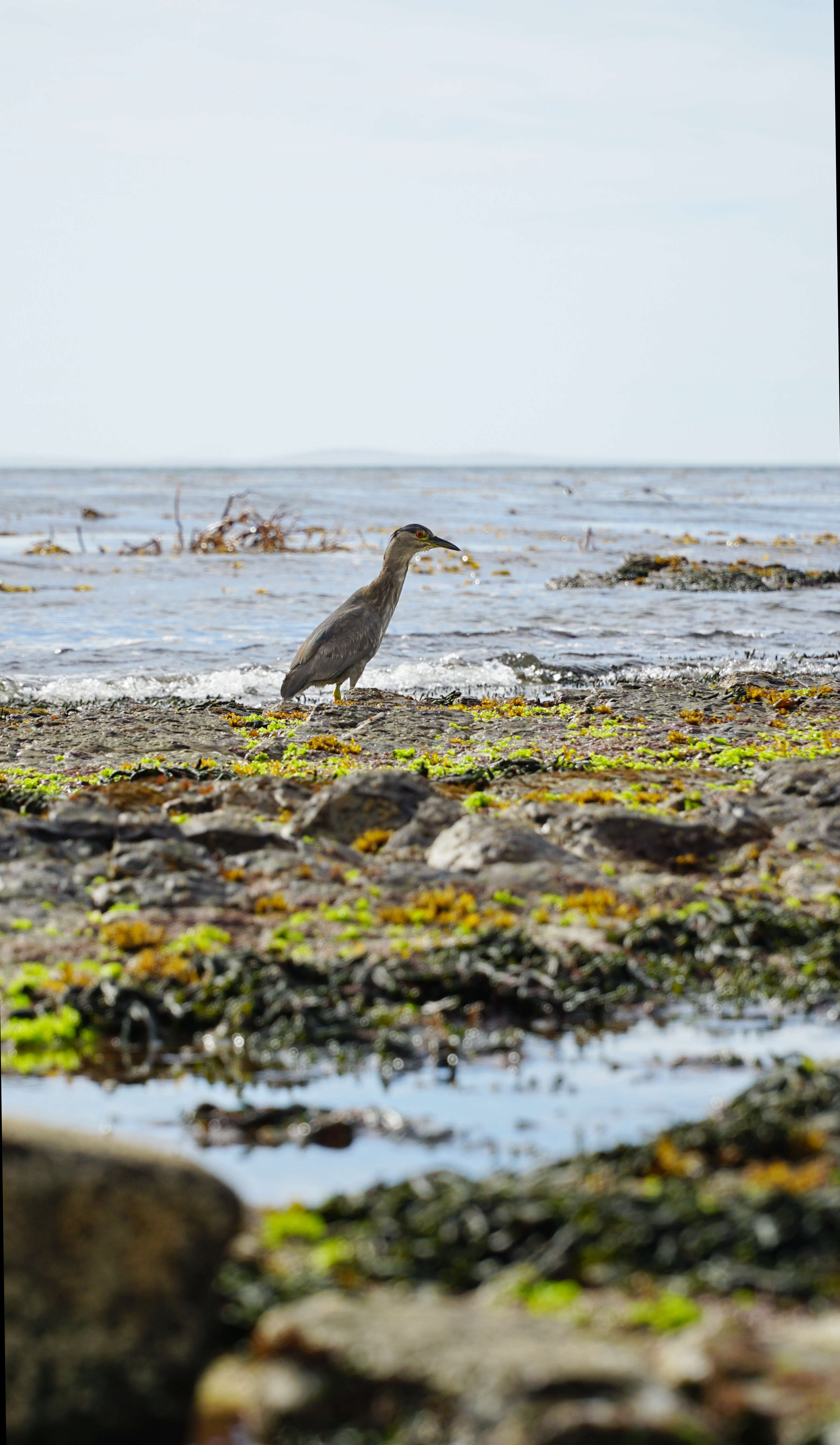 Image of Night Herons