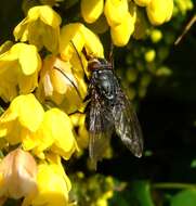 Image of Mahonia