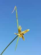 Image of Yellow Flat Sedge