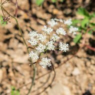 Conopodium resmi