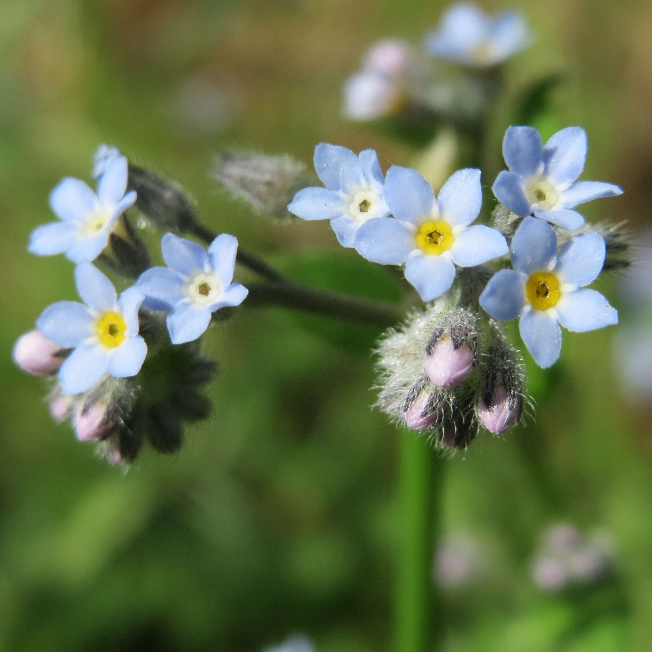 Image of field forget-me-not