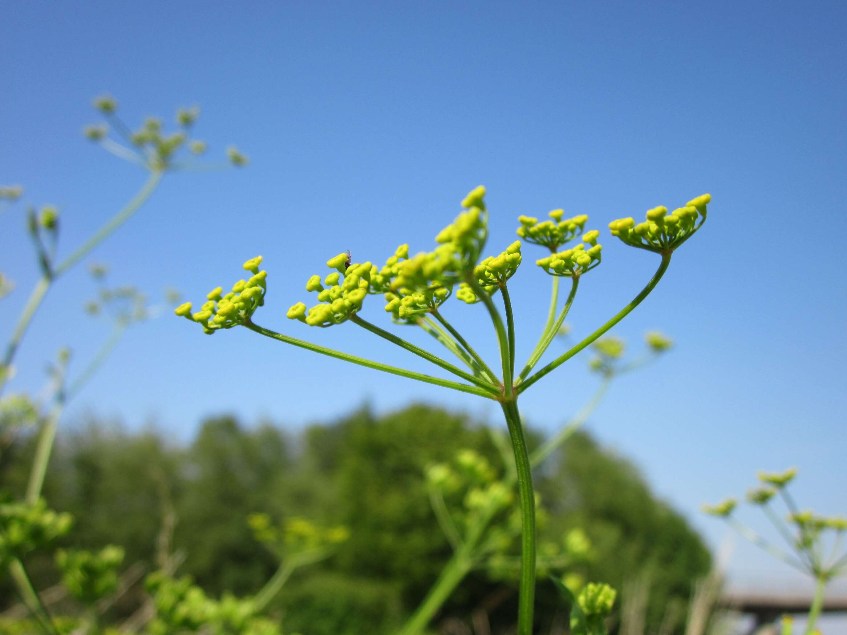 Imagem de Pastinaca sativa L.