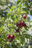 Image of Cherry Plum