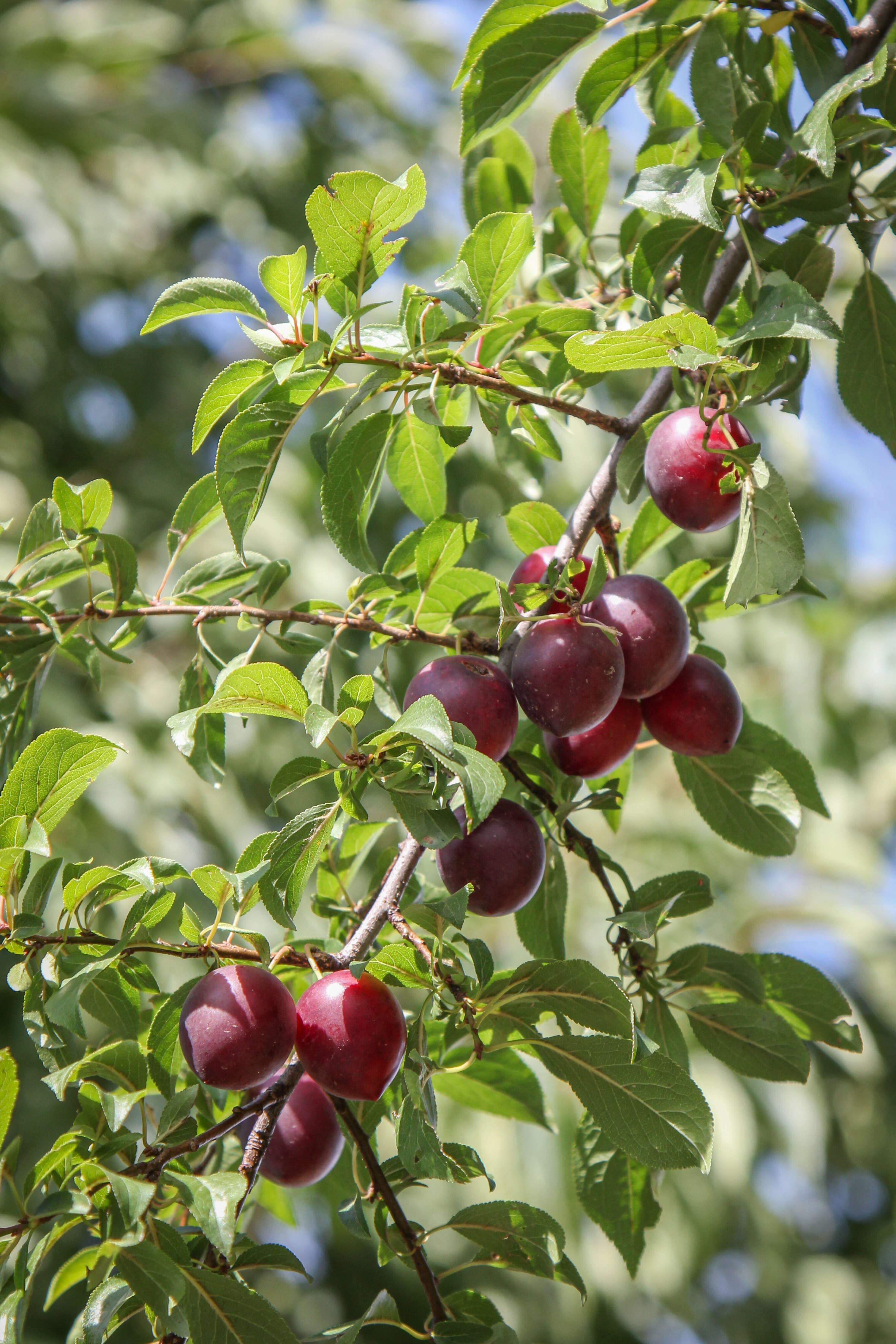 Image of Cherry Plum