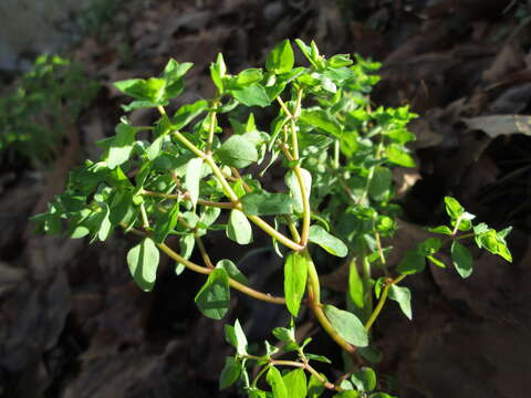 Image of cancer weed