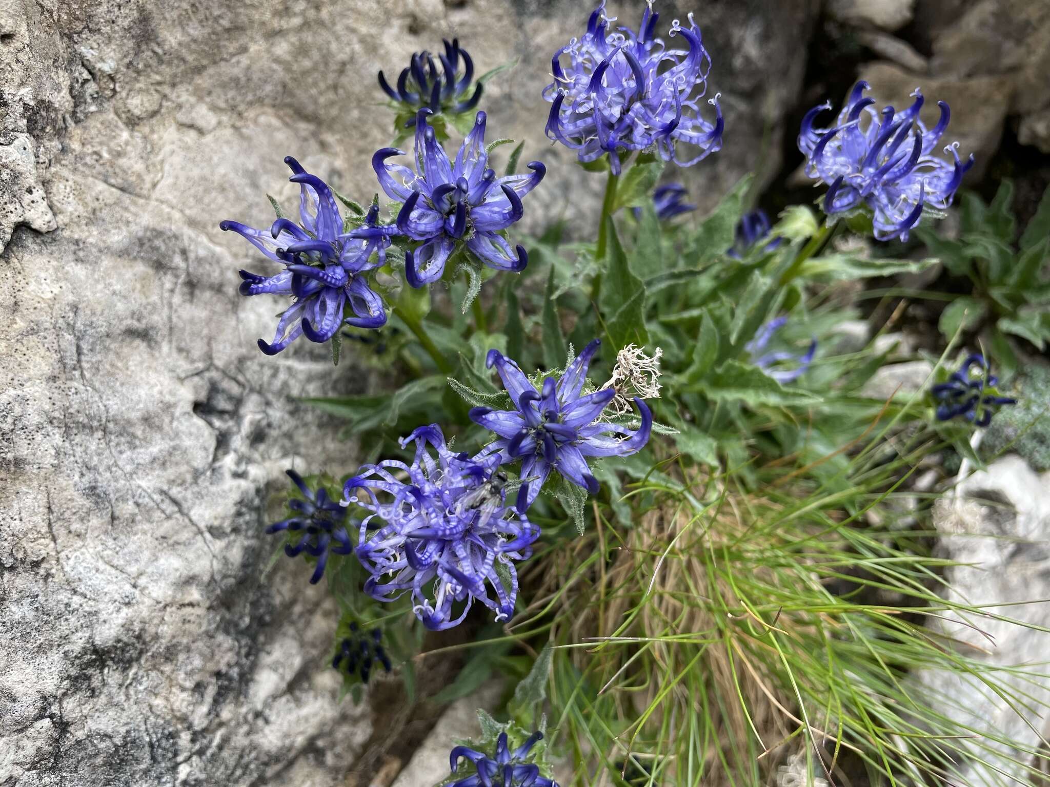 Image of Horned Rampion