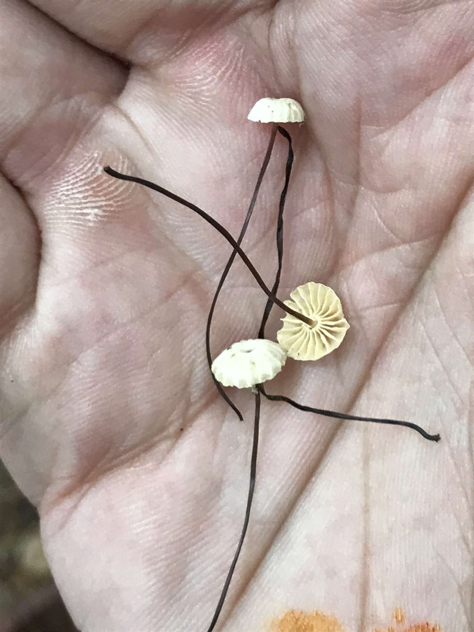 Image of Marasmius rotula (Scop.) Fr. 1838