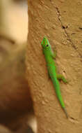 Imagem de Phelsuma astriata Tornier 1901