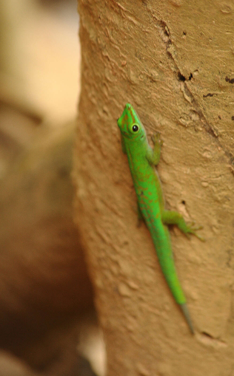 Imagem de Phelsuma astriata Tornier 1901