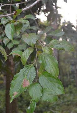 Image of Flacourtia montana J. Grah.