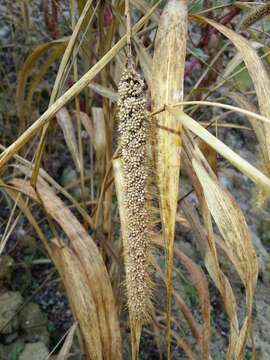 Image of Foxtail millet