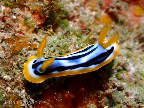 Image of Chromodoris strigata Rudman 1982