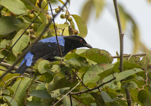 Image of Fairy-bluebird