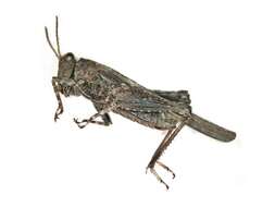 Image of ceperos ground-hopper