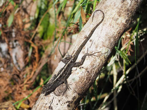 Image of Bahaman brown anole