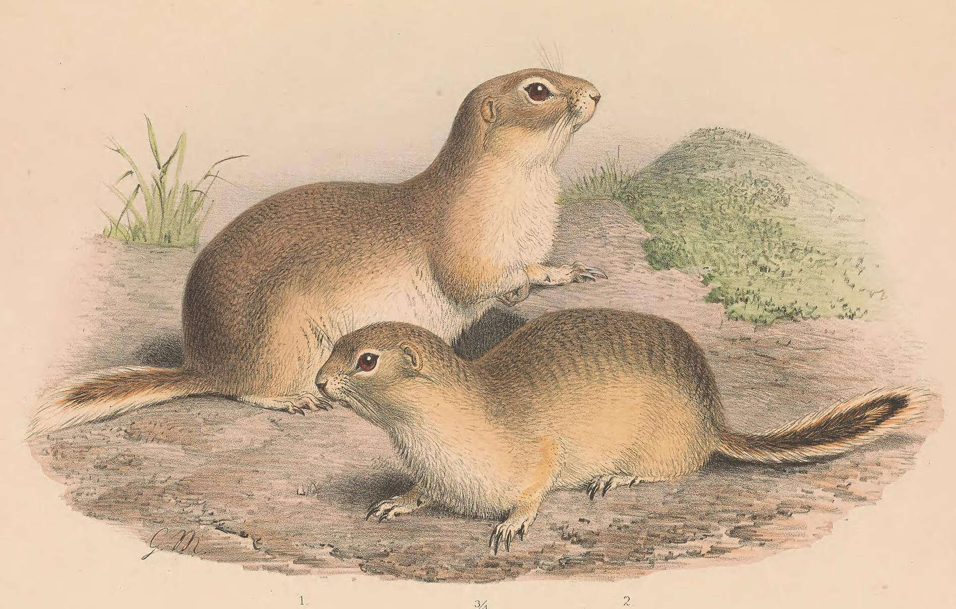 Imagem de Spermophilus alashanicus Büchner 1888