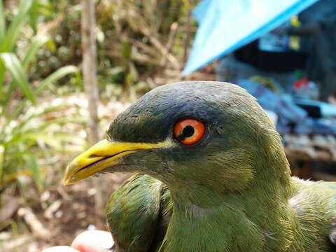 Image of White-bibbed Fruit Dove