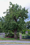 Plancia ëd Pyrus communis L.