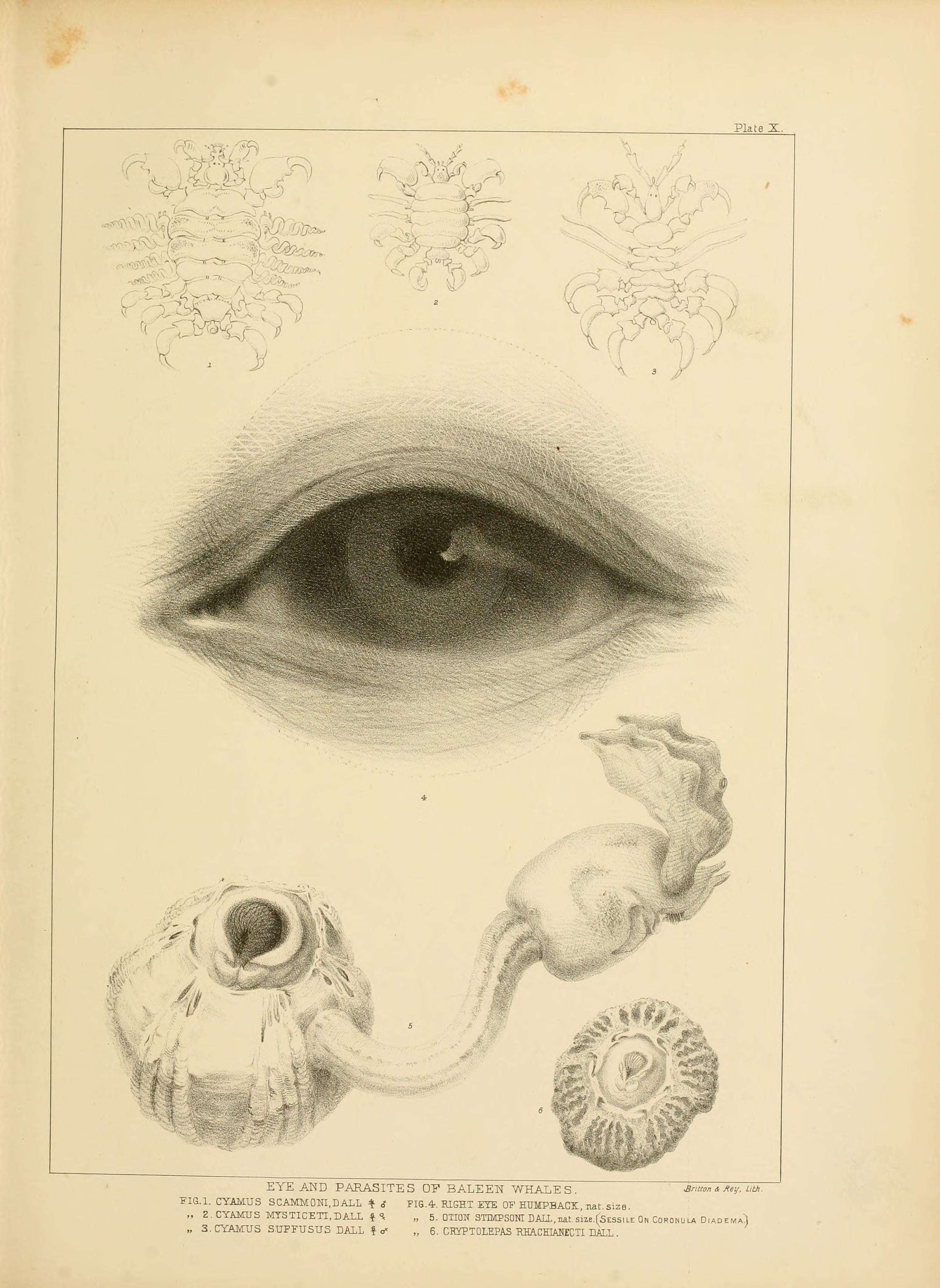 Слика од Cyamidae Rafinesque 1815