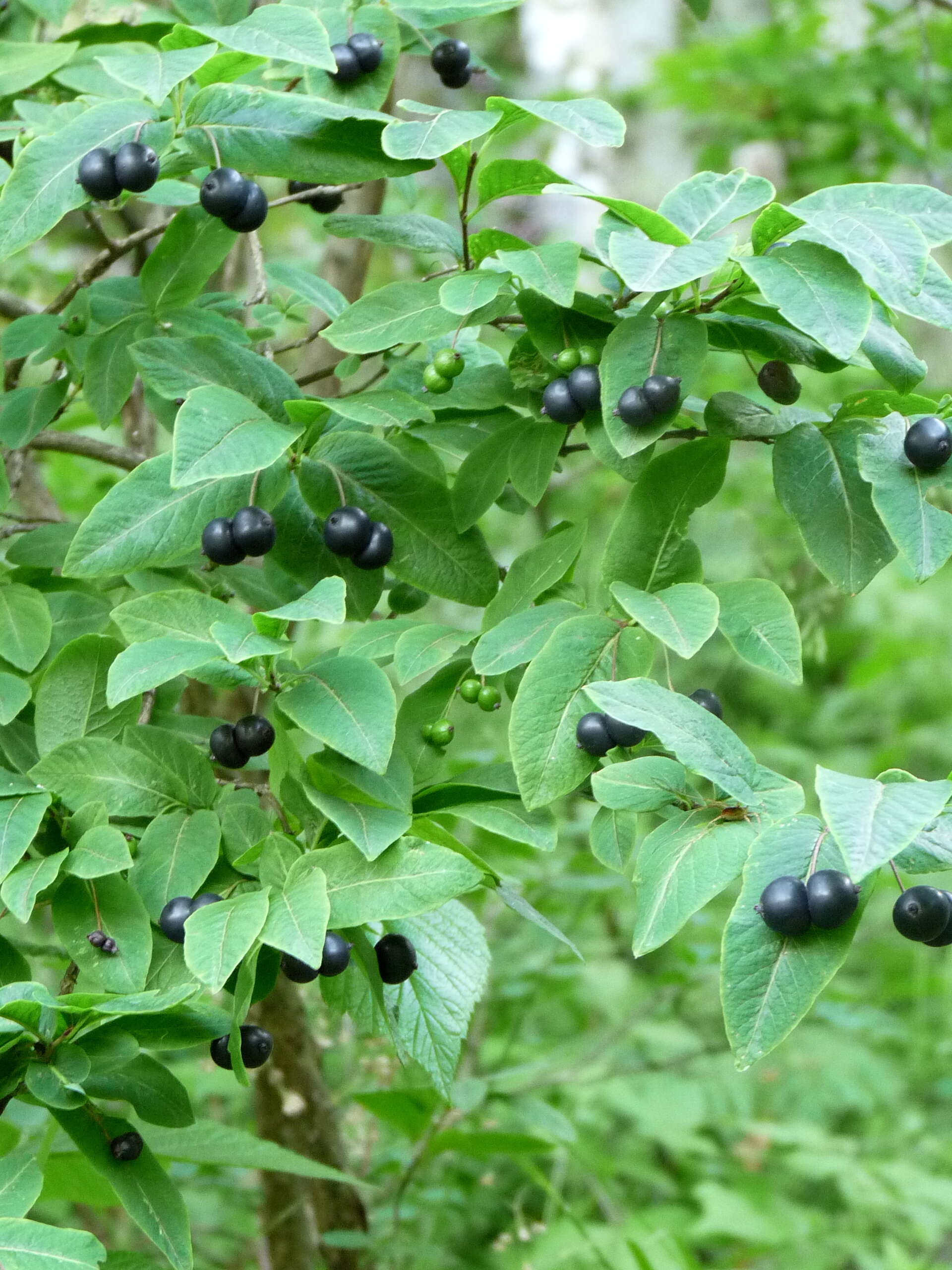 Lonicera nigra L. resmi