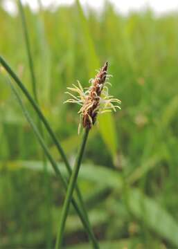 Image of Common Spike-rush