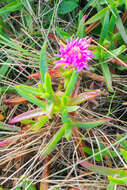 Imagem de Carpobrotus edulis (L.) N. E. Br.