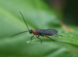 Image of Lytopylus