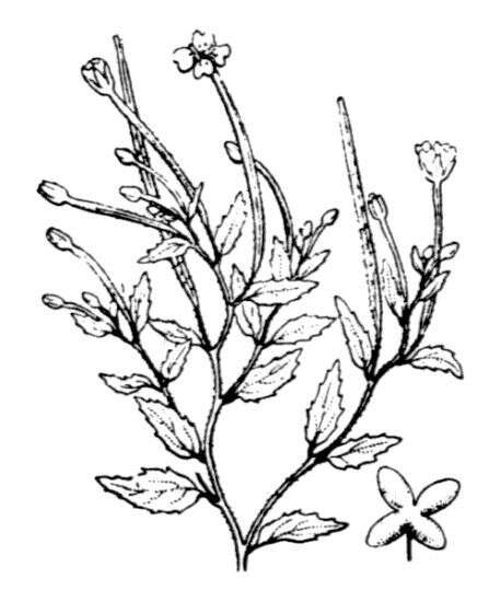 Image of Epilobium collinum C. C. Gmel.