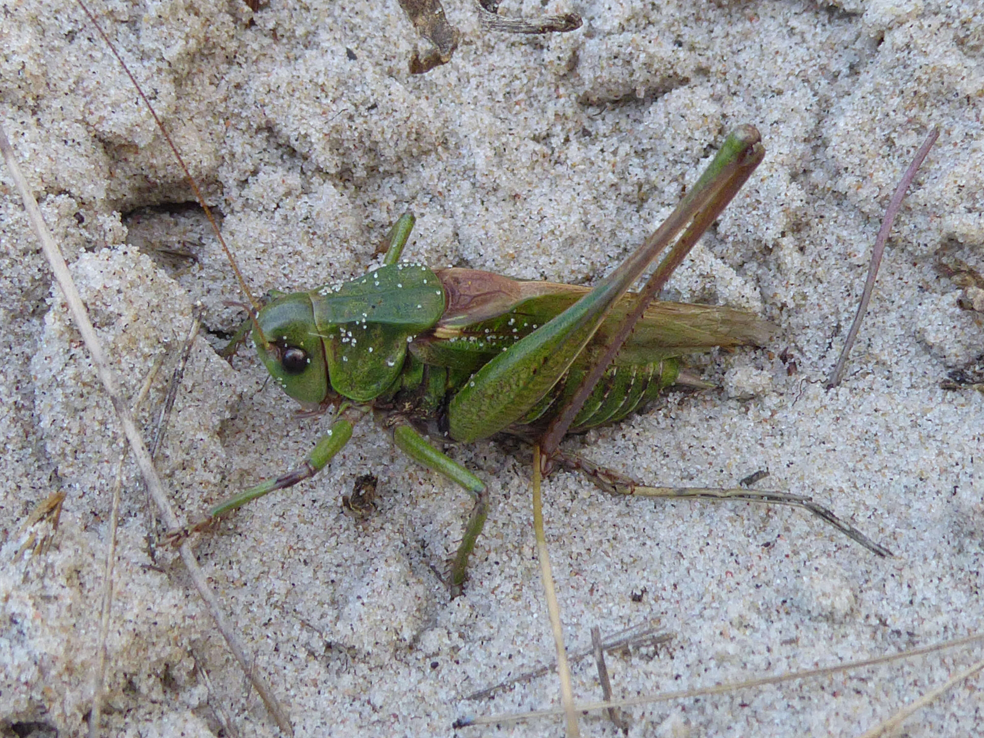 Image of Wart-biter cricket